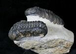 Double Phacops Trilobite Specimen - Foum Zguid, Morocco #19811-4